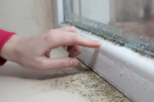 Best Black Mold Removal  in Kgsford Heights, IN