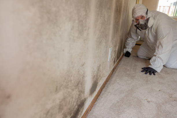 Trusted Kingsford Heights, IN Mold Removal Experts